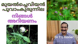 മുയൽച്ചെവിയൻ  പൂവാംകുരുന്നില Herbs for Infection and Tonsils [upl. by Dulce593]