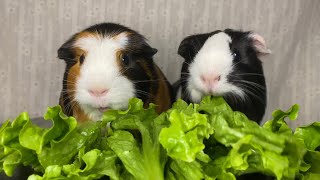 Guinea Pig Eating Green Leaf Lettuce for Relaxation and Entertainment  Mukbang 27 [upl. by Aztin]