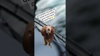 Lessuie glace trendingshorts viralvideo memes trending funny cat cute [upl. by Arimas204]