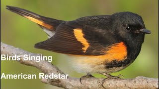 Birds Singing  American Redstart  Sounds of Nature [upl. by Kinsley]