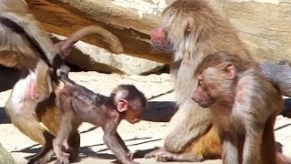 Baboons Pavian Aggressive Behavior Affen Verhalten [upl. by Allenrac170]