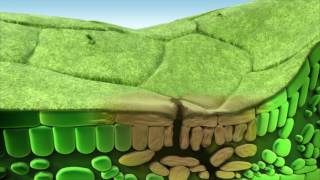 Switch fungicide Fludioxonil and Cyprodinil modes of action [upl. by Fabozzi]