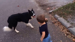 Border Collie and baby playing fetch [upl. by Tila911]