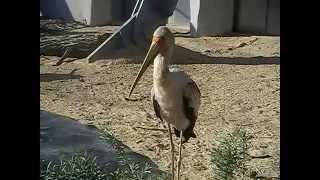 Mycteria ibis  Linnaeus 1766  Tantale ibis  Parc Zoologique de Paris  14042014 [upl. by Mellen]