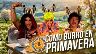 Tacita de Té  Como burro en PRIMAVERA  Ep17 [upl. by Anitnas615]