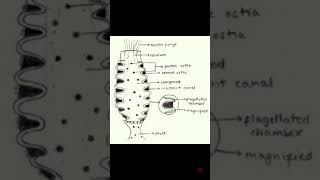 Canal system in Sycon in hindi  Biology solution [upl. by Amling]