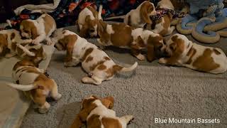 7 week old Basset Hound puppies 🐶 [upl. by Yehudi151]