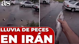 INCREÍBLE LLUVIA de PECES en IRÁN [upl. by Suvart]