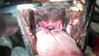 Palatoplasty for BOAS in French BulldogПалатопластика при BOAS у французского бульдога [upl. by Bertha]