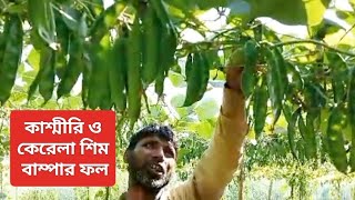 শিম চাষ কাশ্মিরী ও কেরালা শিমের আপডেট Kerella and Kashmeri sim beans cultivation [upl. by Reizarf356]