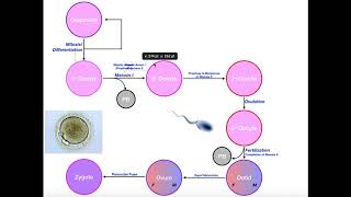 Oogenesis a Detailed StepbyStep Guide [upl. by Hanley]