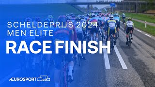 SUPER SPRINT 💨  Scheldeprijs 2024 Mens Elite Race Finish  Eurosport Cycling [upl. by Ahsytal]