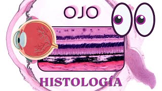 Histología de Ojo [upl. by Eramat]