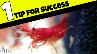 How to Breed Freshwater Shrimp  The Most Important Factor [upl. by Marcelo]