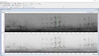 Spectogram of coyotes wolves and dogs interacting vocally [upl. by Inavoj]