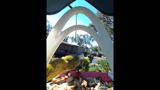 Pine warbler with many stop offs today birdparade birds [upl. by Noellyn]