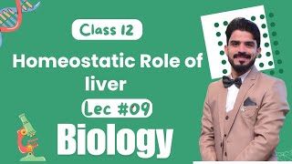 Homeostatic Role of Liver  Homeostasis  Chapter 15  Biology Class 12  Lecture9  Part2 [upl. by Ailices]