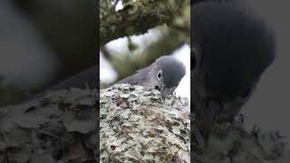 Blue gray Gnatcatcher Nest  Minute of Wildlife birds wildlife birdnest [upl. by Manton]