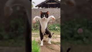 Cat dance in bike voice cat dancingcat cute catlover kitten cutecathere [upl. by Bowers256]