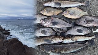 Jetty Fishing in WA  When Where and How  Rockfish Lingcod Greenling Perch in Washington State [upl. by Guevara]