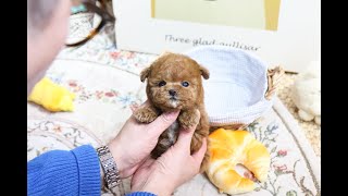 Adorable teacup poodle are here koreateacuppuppies 🐶❤ [upl. by Eppilihp]