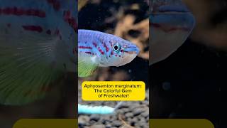 Aphyosemion marginatum The Colorful Gem of Freshwater AquaVerse marginatum killifish shorts [upl. by Burrus403]