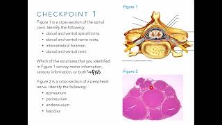 Peripheral Nerves and Spinal Levels [upl. by Wynne]