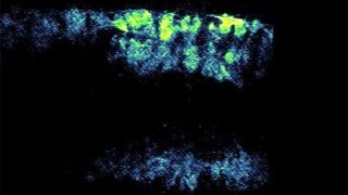 Motor neurons in real time [upl. by Olmstead]