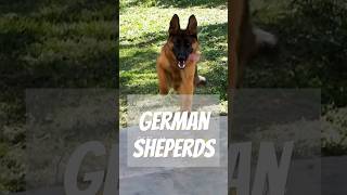 The Incredible German Shepherd dog dogs [upl. by Dyche]