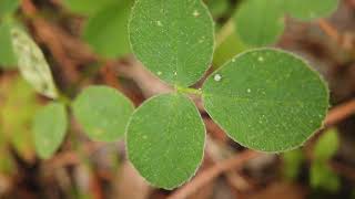 Trifoliate weeds commonly found in lawns  oxalis black medic and clover [upl. by Machute989]