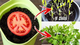 🍅🍅 Germinar tomates en 5 días en casa  Sembrar plantar y cultivar tomates [upl. by Gothar]