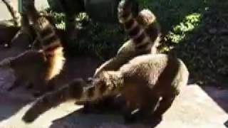 Coati are everywhere at Iguazu Falls [upl. by Strephon]