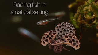 Breeding zebra danios rearing fry in a nature inspired aquarium Part 2 [upl. by Lili]