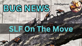 Bug News  New Spotted Lanternfly Infestations [upl. by Immas8]