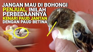 Membedakan KENARI PAUD JANTAN dengan KENARI PAUD BETINA  1 detik saja langsung paham [upl. by Eirolav]