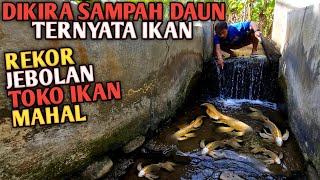 GEMETAR Temukan Puluhan Ikan Hias Mahal Terbesar Dikira Daun Sampah [upl. by Anadroj]