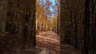 Princeville Rock Island Trail shortsvideo illinois nature trail leaves autumn fall beauty [upl. by Arlo294]