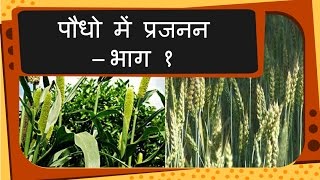 Science  Plant reproduction and growth  Hindi [upl. by Elyrrad]