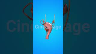 Anatomy of female reproductive system stock footage  stock video  Cinefootage [upl. by Edlun775]