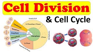 Cell biology  Cell Division  Cell Cycle  Amitosis Mitosis prophase Class 11 biology [upl. by Liborio]