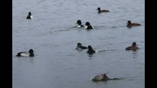 LESSER SCAUP an unusual bird for Orange County NY [upl. by Aleakcim]