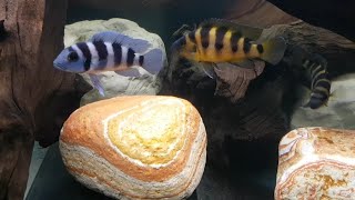 Neolamprologus tretocephalus  N sexfasciatus Kipili gold [upl. by Atiuqihs325]