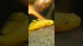 5 Type of goby fish 🐠💥 Tamil gobyfish aquarium shorts youtubeshorts ytshort shortsfeed tamil [upl. by Deidre]