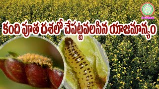 కందిపూతదశలో చేపట్టవలసిన యాజమాన్యం Redgram Crop Management at Flowering II PJTSAU II [upl. by Polak]