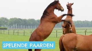 Paarden die in de wei spelen [upl. by Dayle]