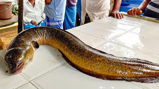 Never Seen 5Kg Live Eel Fish Cutting amp Cleaning Skills  Amazing Moray Eel Excellent Fish Cutting [upl. by Sitoiganap134]