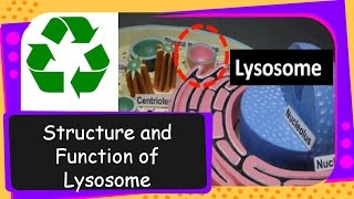 Science – What is Lysosome Its structure and functions – English [upl. by Cosetta]