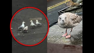 My Pet Seagulls Baby Was Recruited Into A Gang [upl. by Sokin]