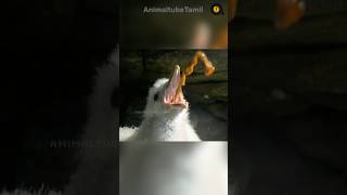 வாந்தியை மேலே துப்பும் பறவை  Northern Fulmar Vomits in Danger  Animaltube Tamil [upl. by Zenda21]