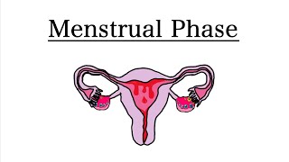 Menstrual Phase of the Menstrual Cycle  MCAT Biology [upl. by Eissirc]